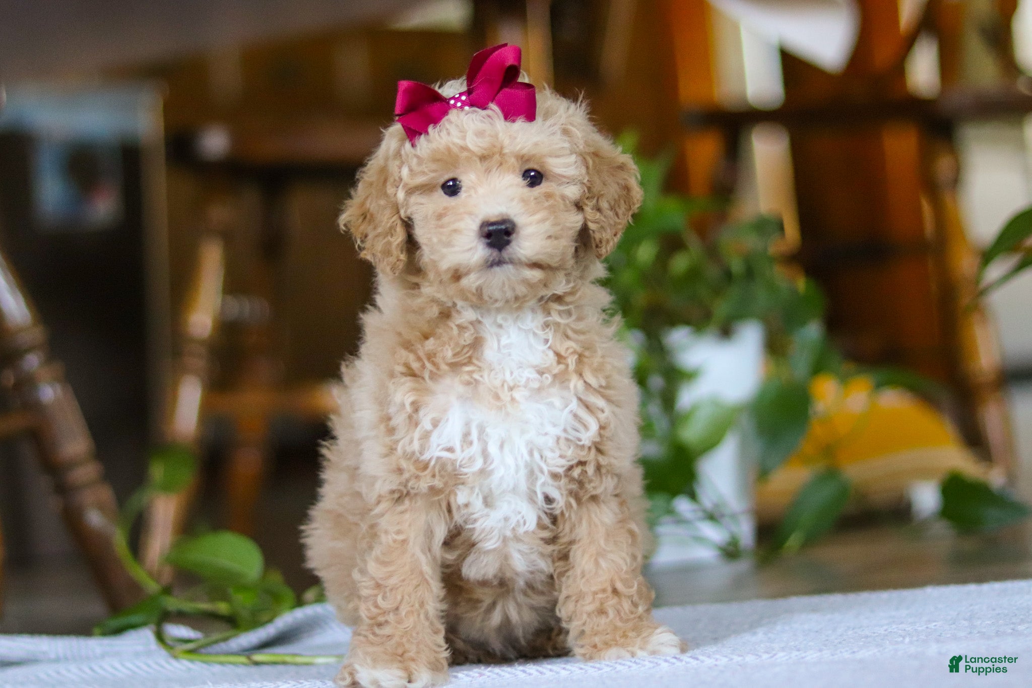 Miniature Poodle dogs for sale: Chloe - Ad 2
