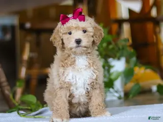 Miniature Poodle dogs for sale: Chloe - Ad 2
