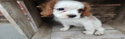 Cavalier King Charles Spaniel dogs for sale: MilkyWay - Ad 1