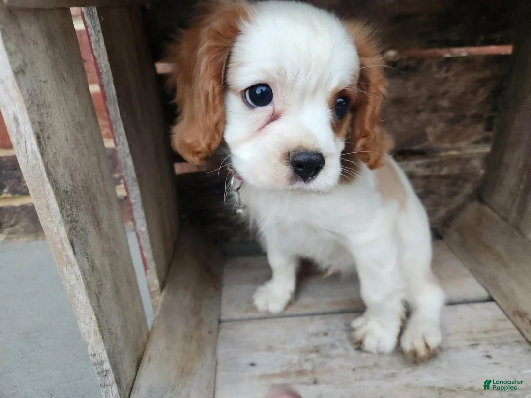Cavalier King Charles Spaniel dogs for sale: MilkyWay - Ad 1