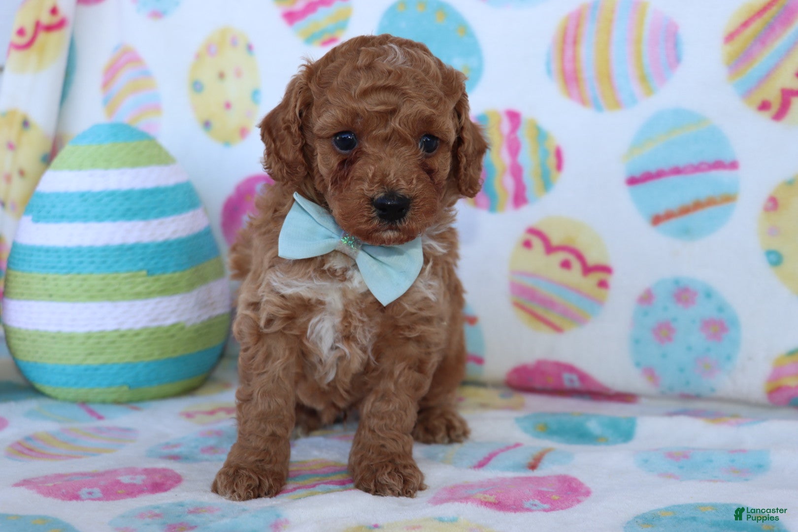 Miniature Poodle dogs for sale: Riley - Ad 2
