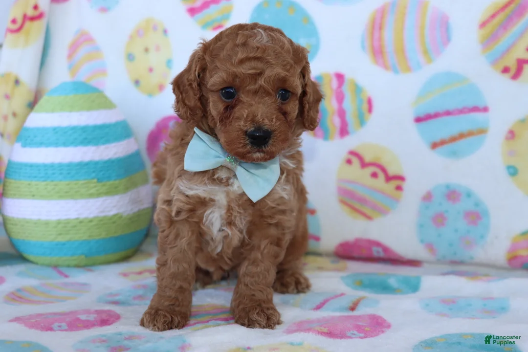Miniature Poodle dogs for sale: Riley - Ad 1