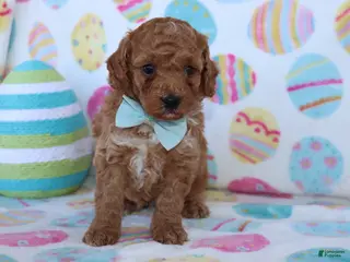 Miniature Poodle dogs for sale: Riley - Ad 2