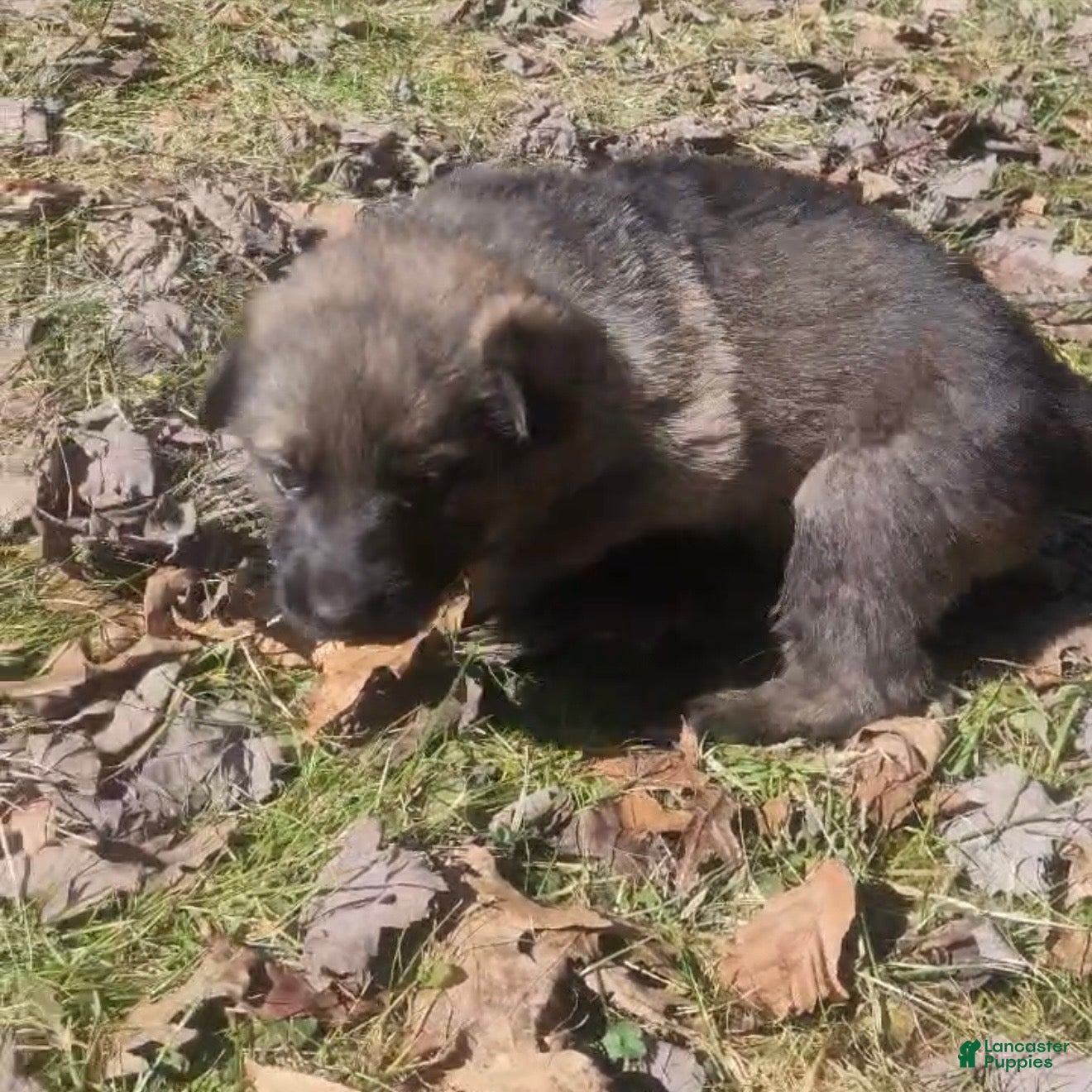 German Shepherd dogs TULITA - Ad 2