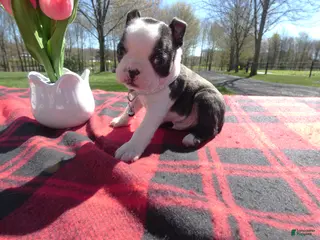 Boston Terrier dogs Boston Terrier Puppy 1 Drake - Ad 41