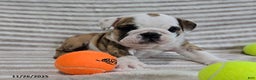 English Bulldog dogs for sale: Timmy - Ad 4