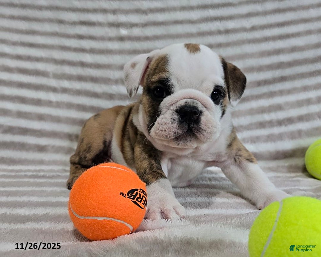 English Bulldog dogs for sale: Timmy - Ad 4