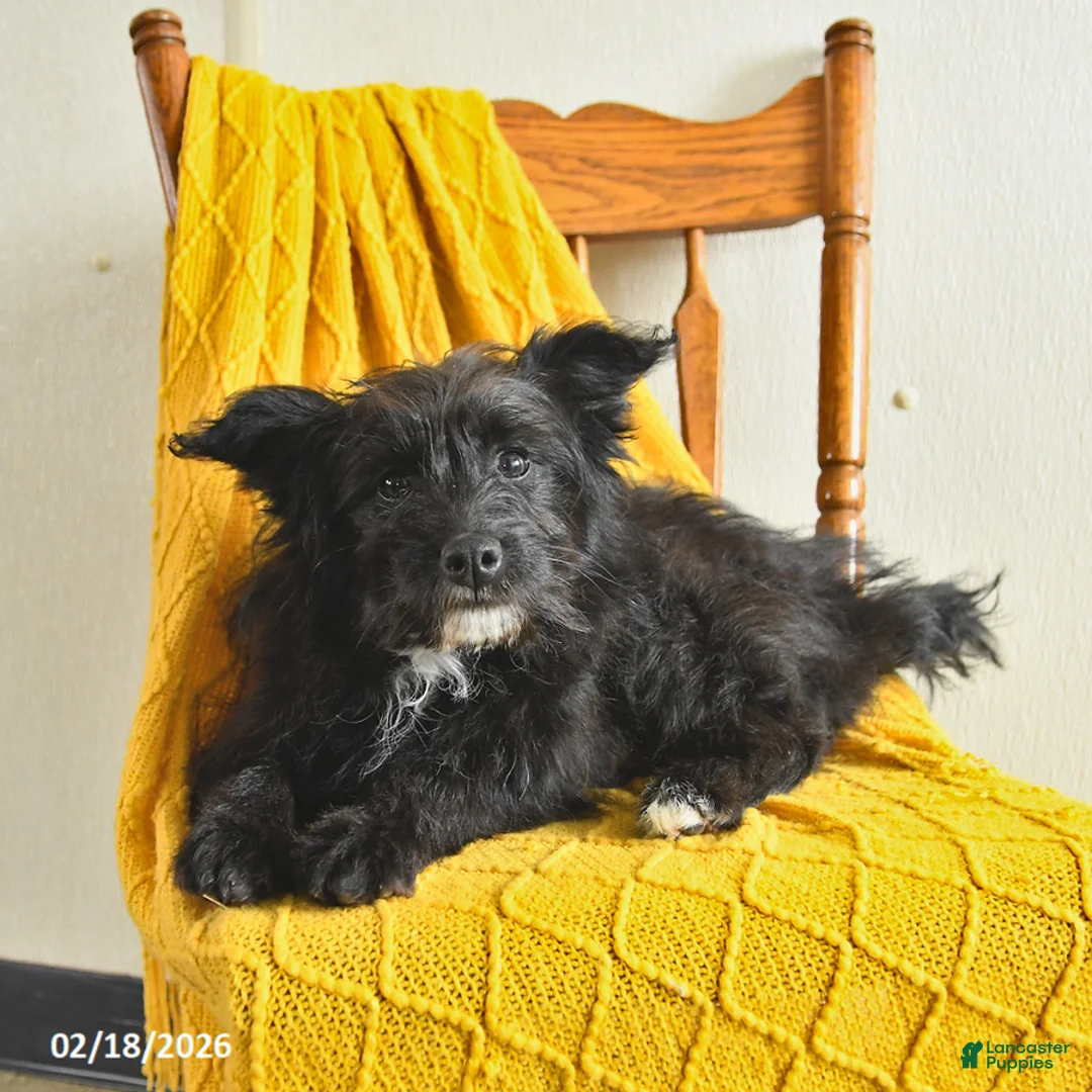 Mixed Breed dogs for sale: Noel - Ad 2