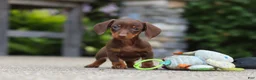 Miniature Dachshund dogs for sale: Ana - Ad 16