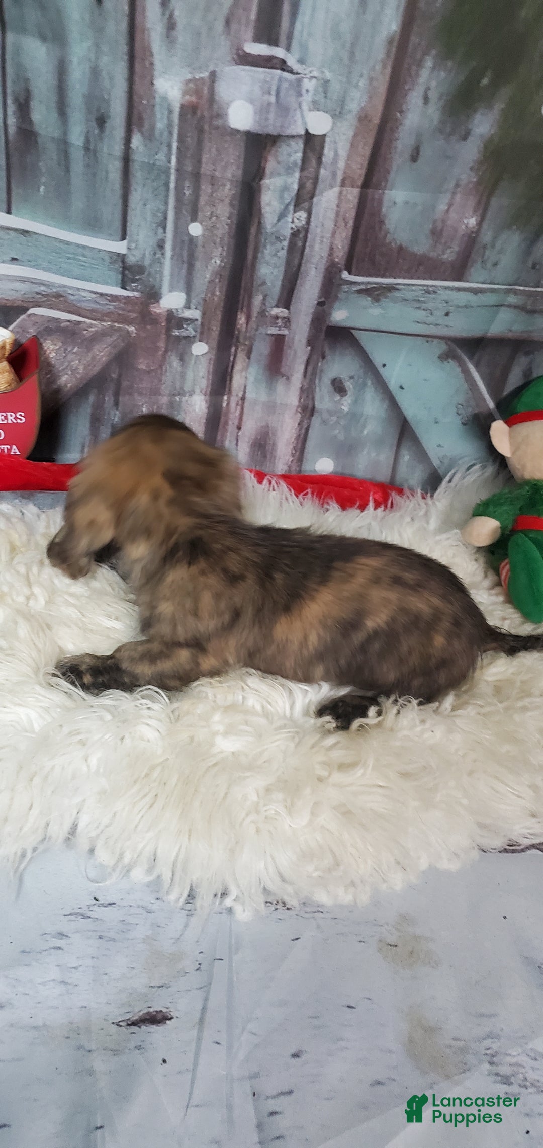 Miniature Dachshund dogs for sale: Cooper - Ad 2