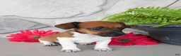Jack Russell Terrier dogs for sale: Patty - Ad 5