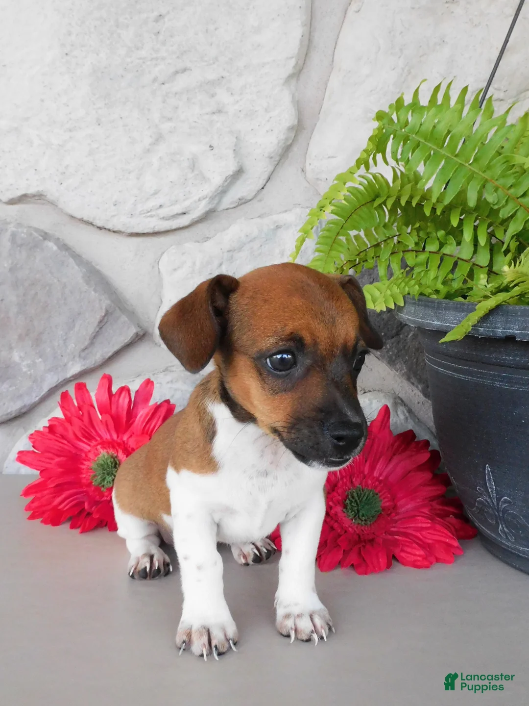 Jack Russell Terrier dogs for sale: Patty - Ad 5