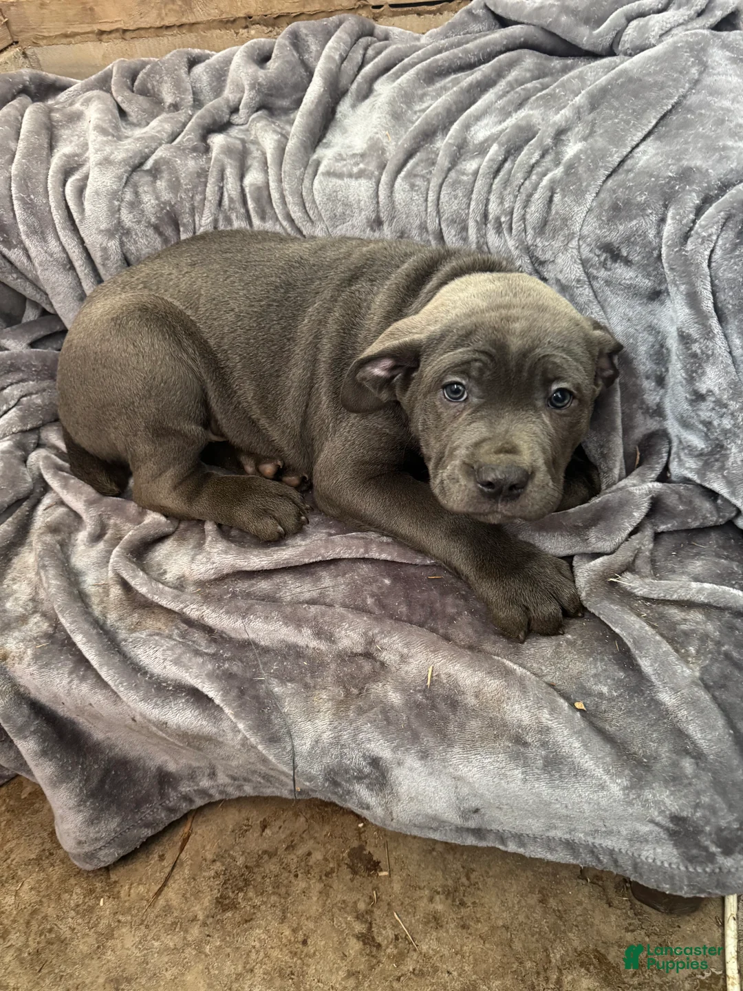 Cane Corso dogs for sale: Smoke  - Ad 3