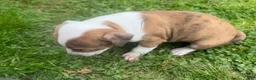 Mixed Breed dogs for sale: Mixed Breed 1 - Ad 3