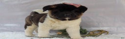 Akita dogs for sale: Rosa - Ad 14