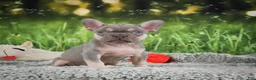 French Bulldog dogs for sale: Reba - Ad 4