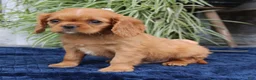 Cavalier King Charles Spaniel dogs for sale: Jordan  - Ad 3