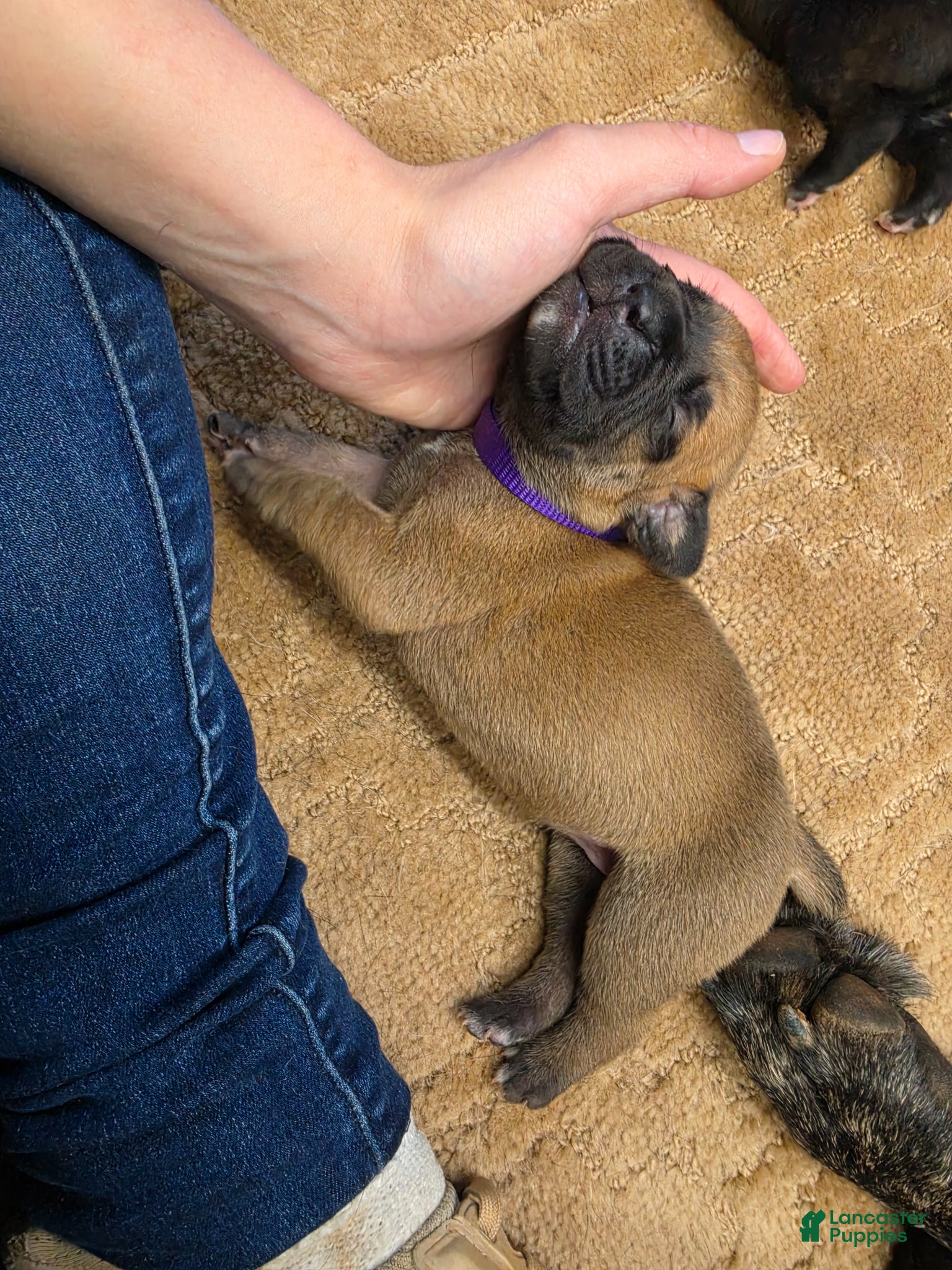 Cane Corso dogs for sale: Cane Corso Puppy 6 - Ad 3