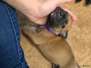 Cane Corso dogs for sale: Cane Corso Puppy 6 - Ad 3