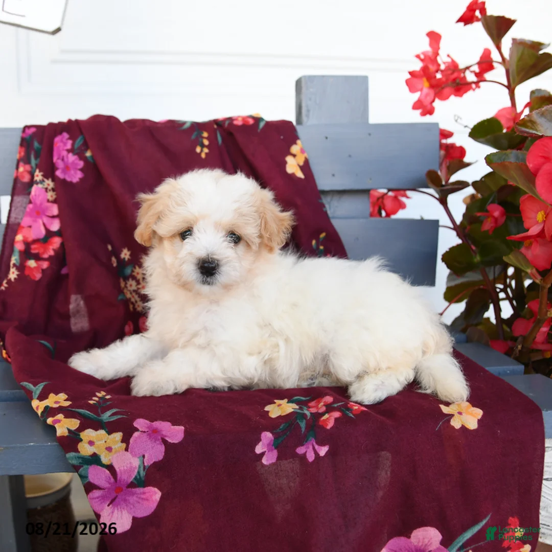 Havapoo dogs for sale: Latte - Ad 1