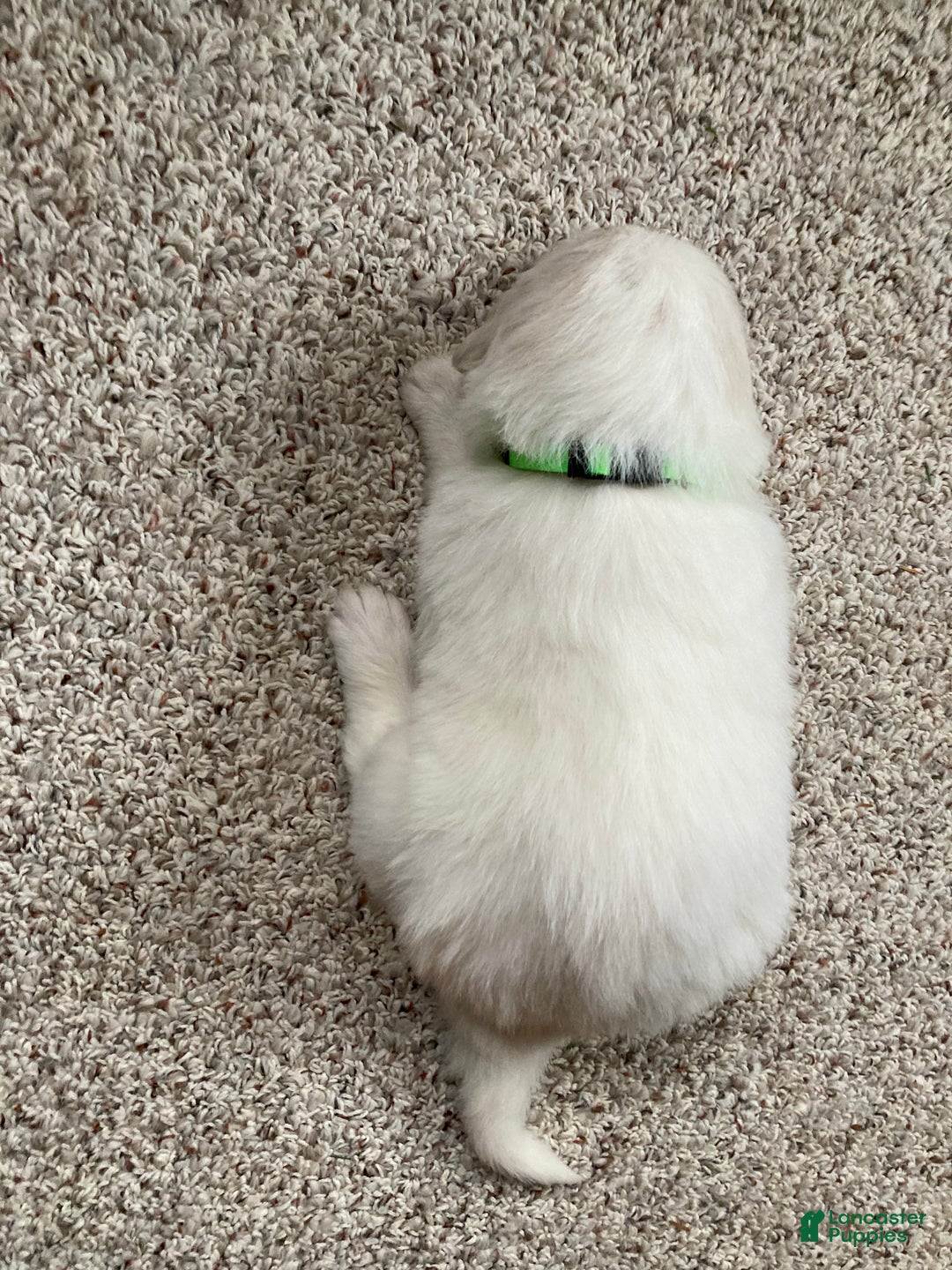 Great Pyrenees dogs for sale: Great Pyrenees Male Puppy - Green  - Ad 5