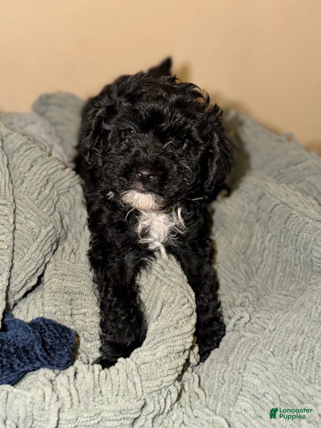 Shihpoo dogs for sale: Shihpoo Puppy 4 - Ad 1