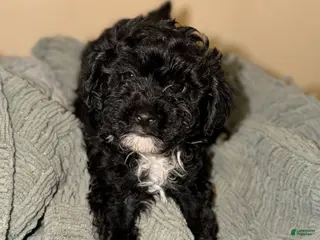 Shihpoo dogs for sale: Shihpoo Puppy 4 - Ad 3