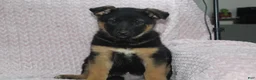 German Shepherd dogs for sale: Aspen  - Ad 7