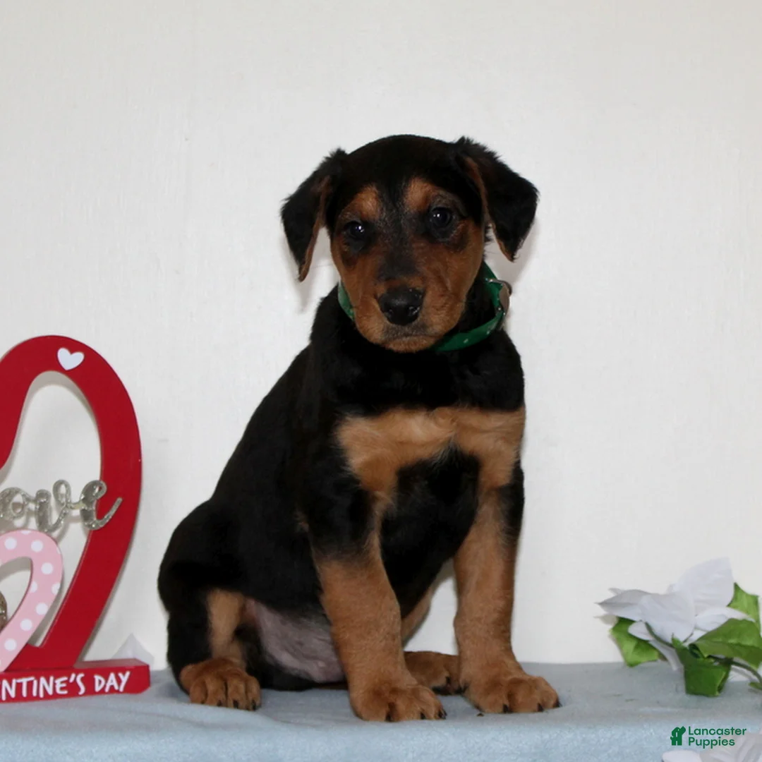 Airedale Terrier dogs for sale: Scamper  - Ad 1