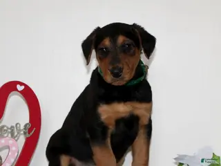 Airedale Terrier dogs for sale: Scamper - Ad 4