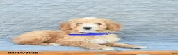 Miniature Poodle dogs for sale: Captain  - Ad 2