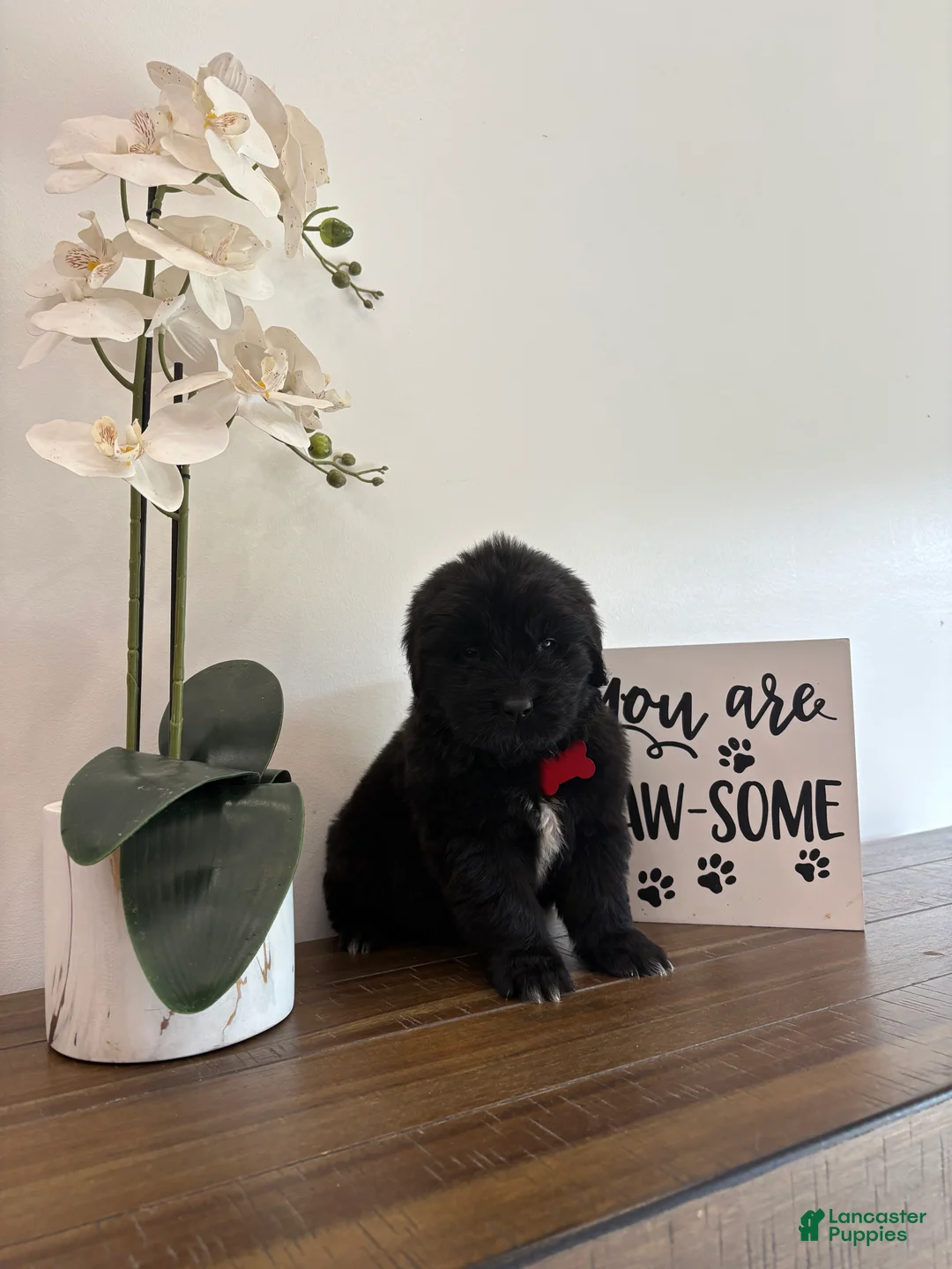 Newfoundland dogs for sale: Brooklyn  - Ad 23