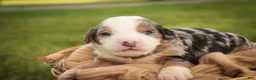 Mini Bernedoodle dogs for sale: Mingo Mini Bernedoodle  - Ad 3