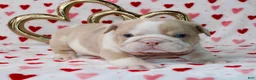 English Bulldog dogs for sale: Tuggs - Ad 2