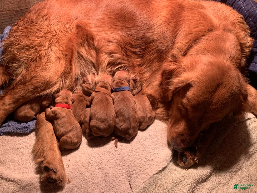 Golden Retriever dogs for sale: North - Ad 13