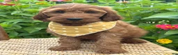 Irish Doodle dogs for sale: Olive - Ad 17