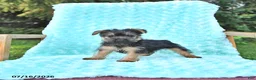 Yorkshire Terrier dogs for sale: Austin - Ad 2