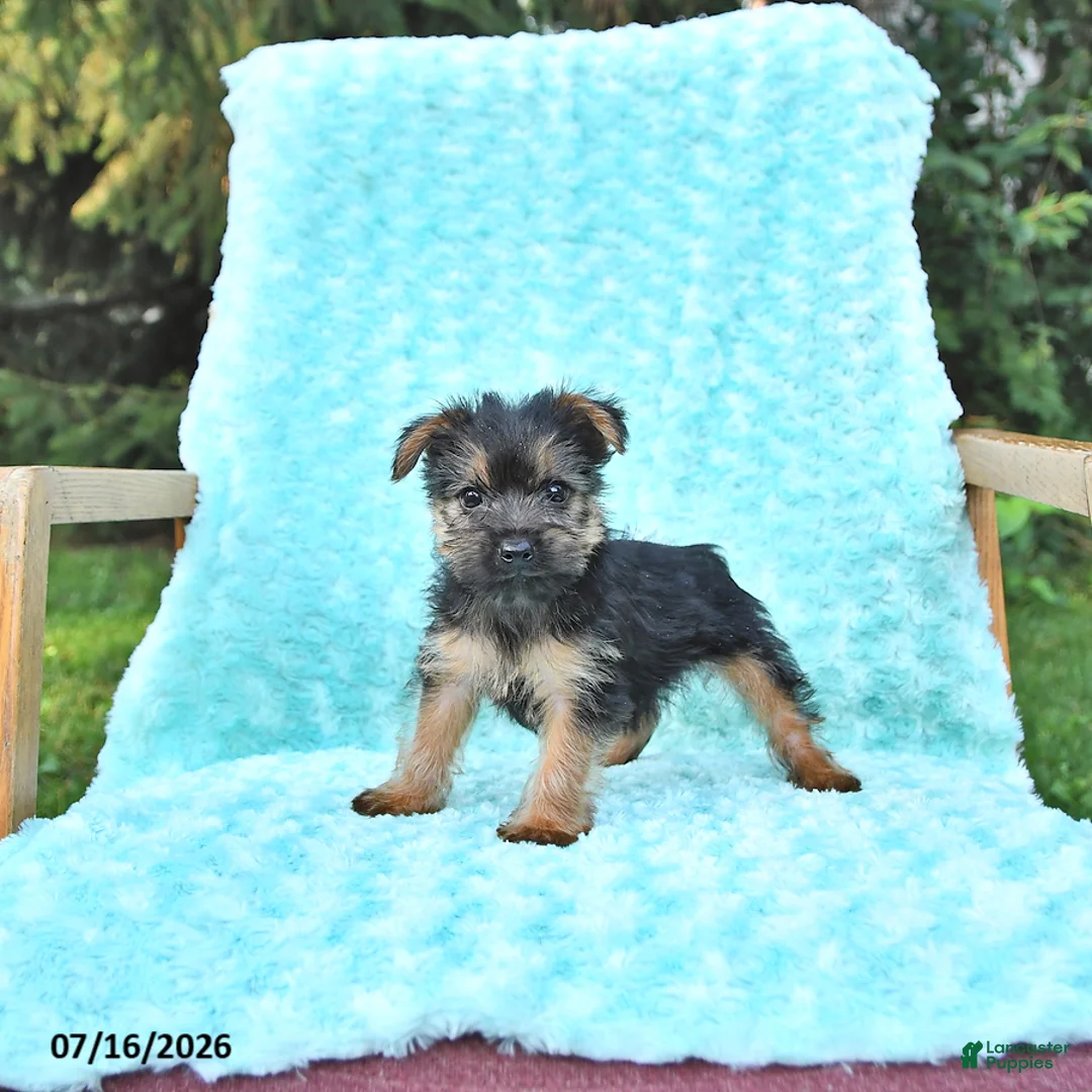 Yorkshire Terrier dogs for sale: Austin - Ad 2