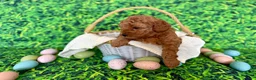 Mini Goldendoodle dogs for sale: White Collar  - Ad 6