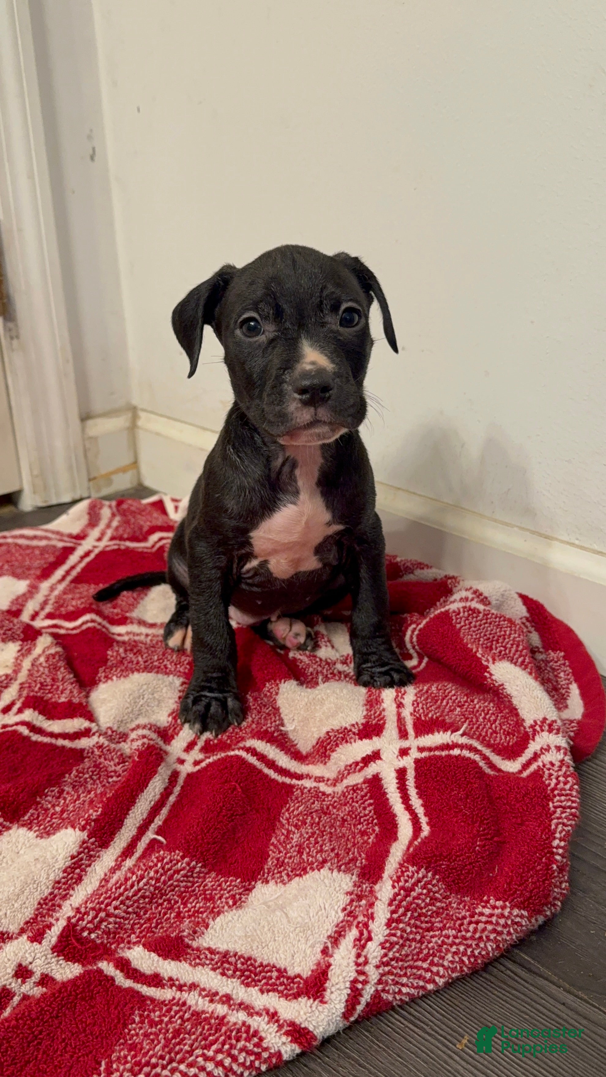 American Pit Bull Terrier dogs American Pit Bull Terrier 1 - Ad 21