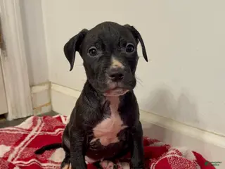 American Pit Bull Terrier dogs American Pit Bull Terrier 1 - Ad 15