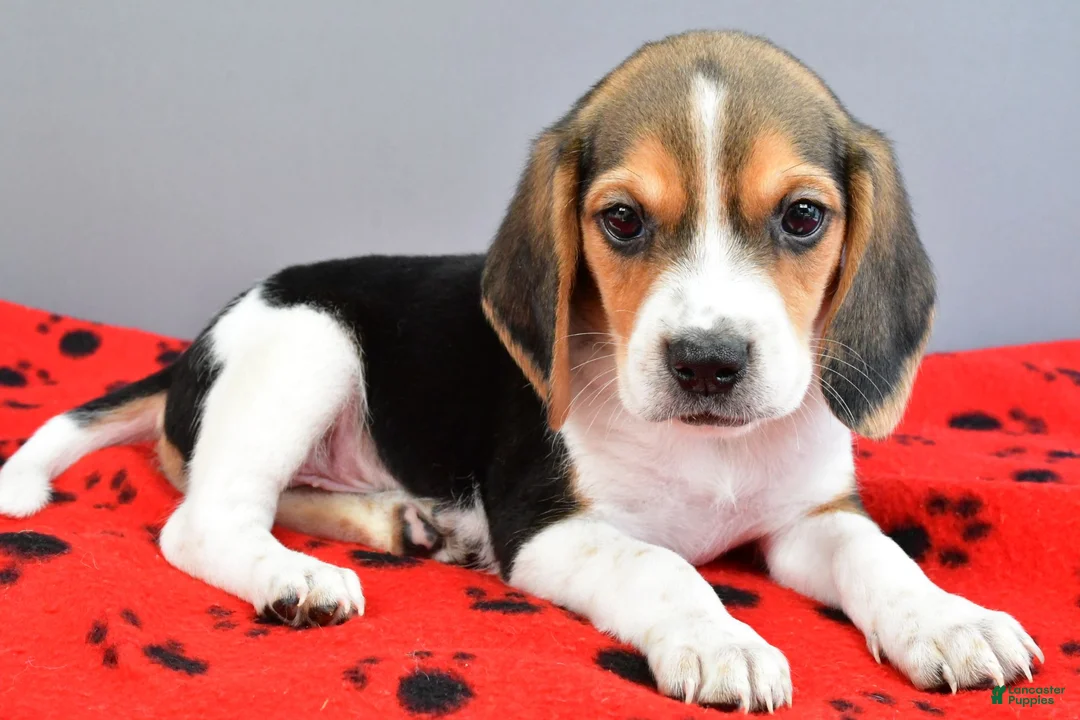 Beagle dogs for sale: Dandy - Ad 1