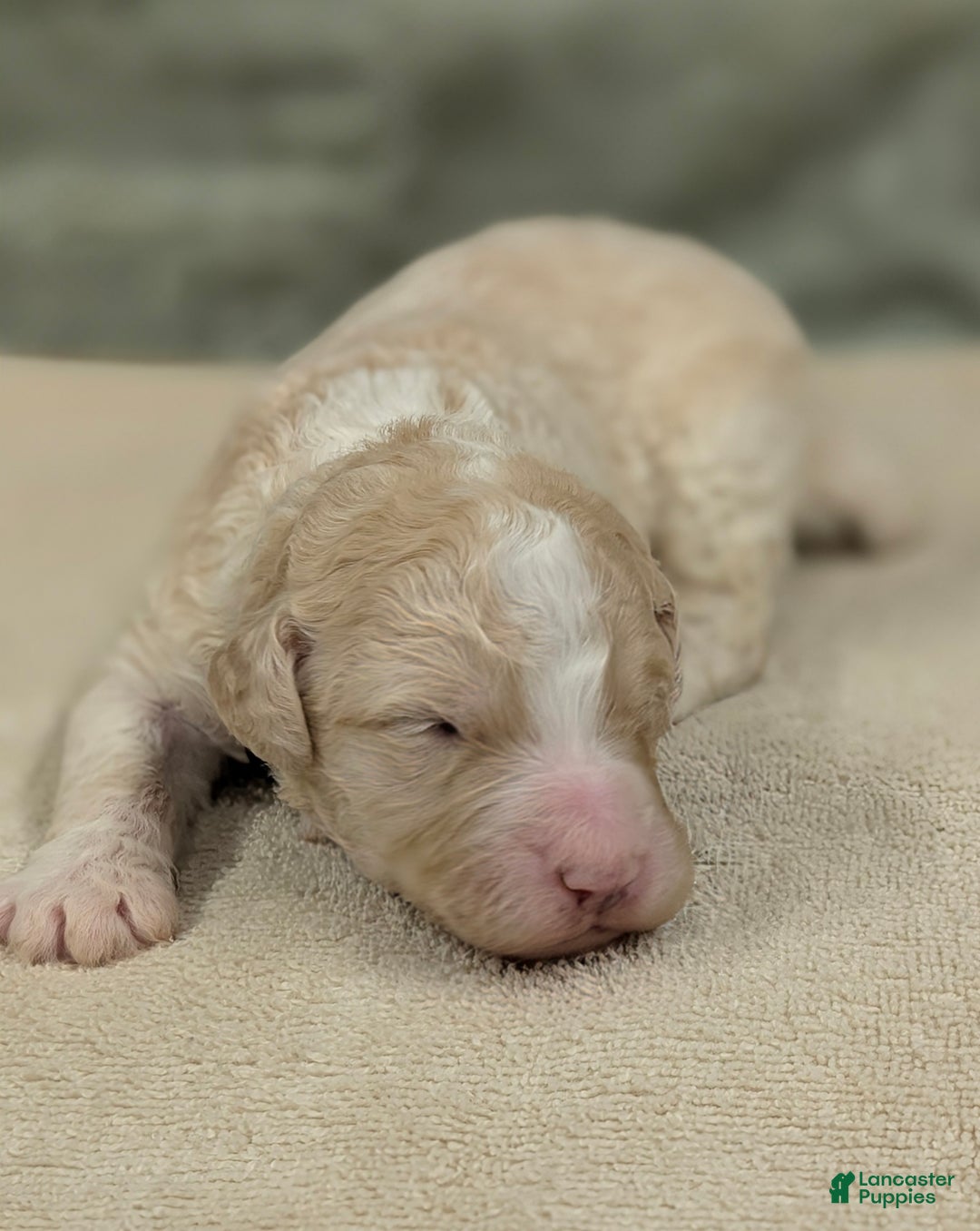 Sheepadoodle dogs for sale: Blue - Ad 3