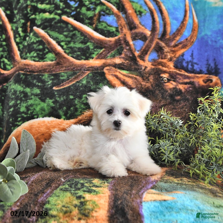 Maltese dogs Sweetheart EXTRA SMALL - Ad 1