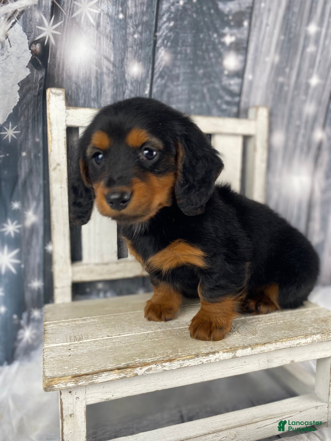 Miniature Dachshund dogs for sale: Bonnie - Ad 6