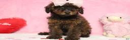 Toy Poodle dogs for sale: Sardonyx - Ad 8