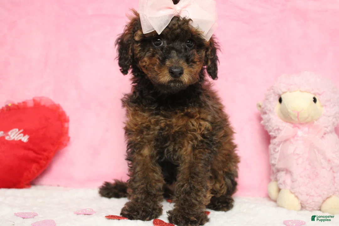 Toy Poodle dogs for sale: Sardonyx - Ad 8