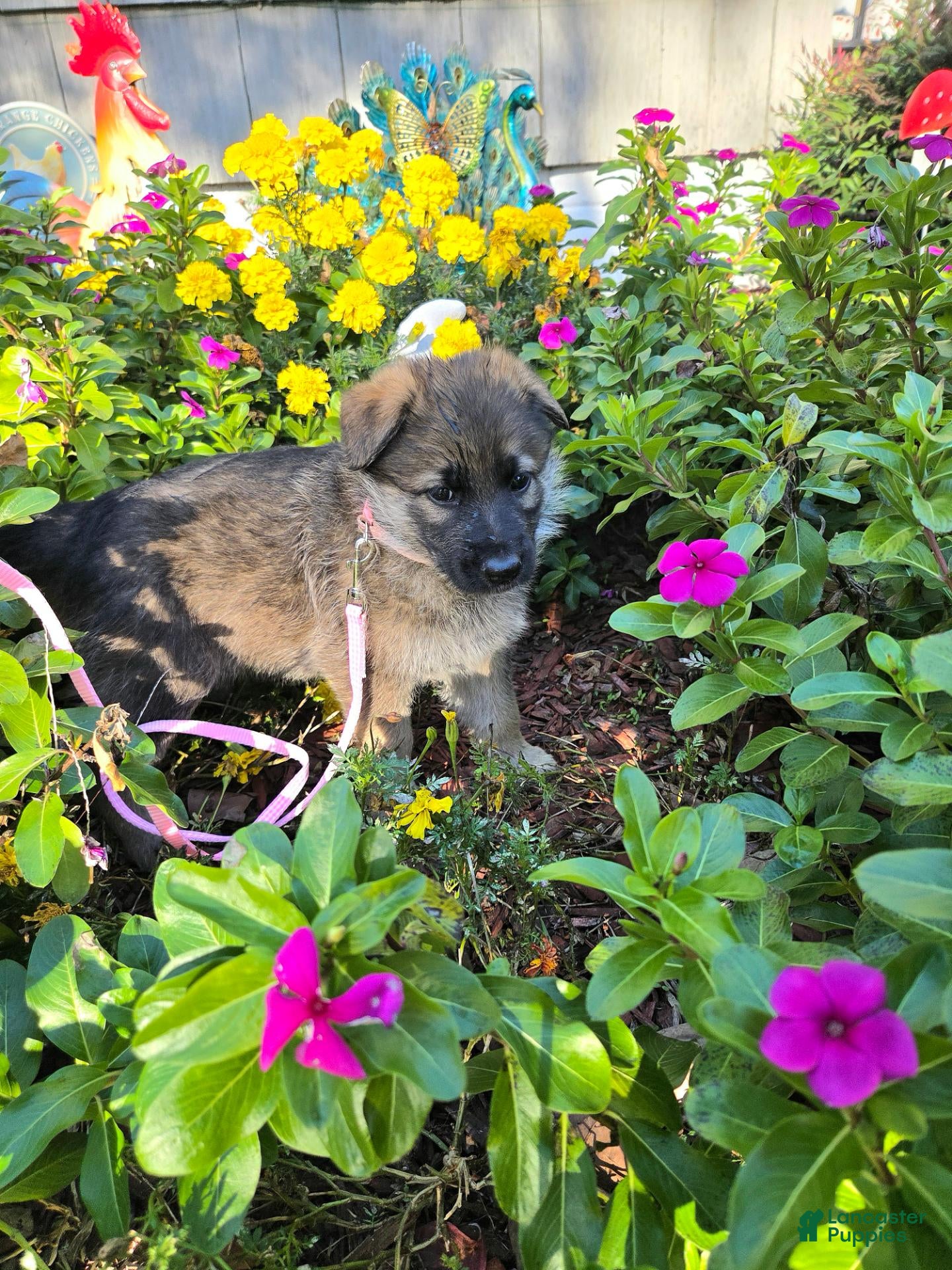 German Shepherd dogs for sale: Holly - Ad 2