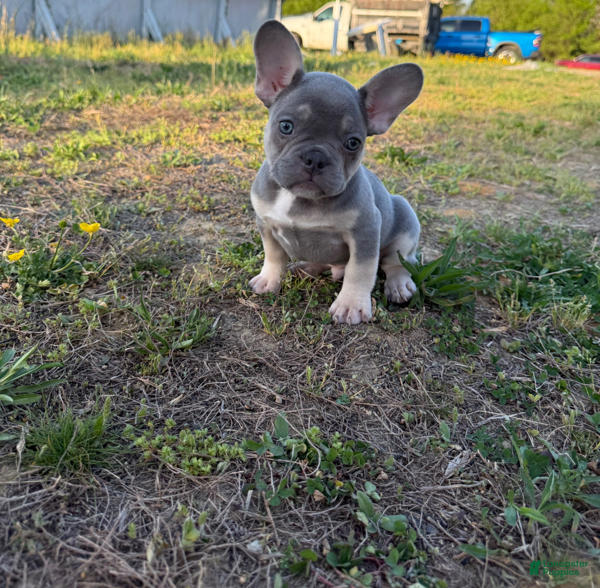 French Bulldog dogs Kobe - Ad 1