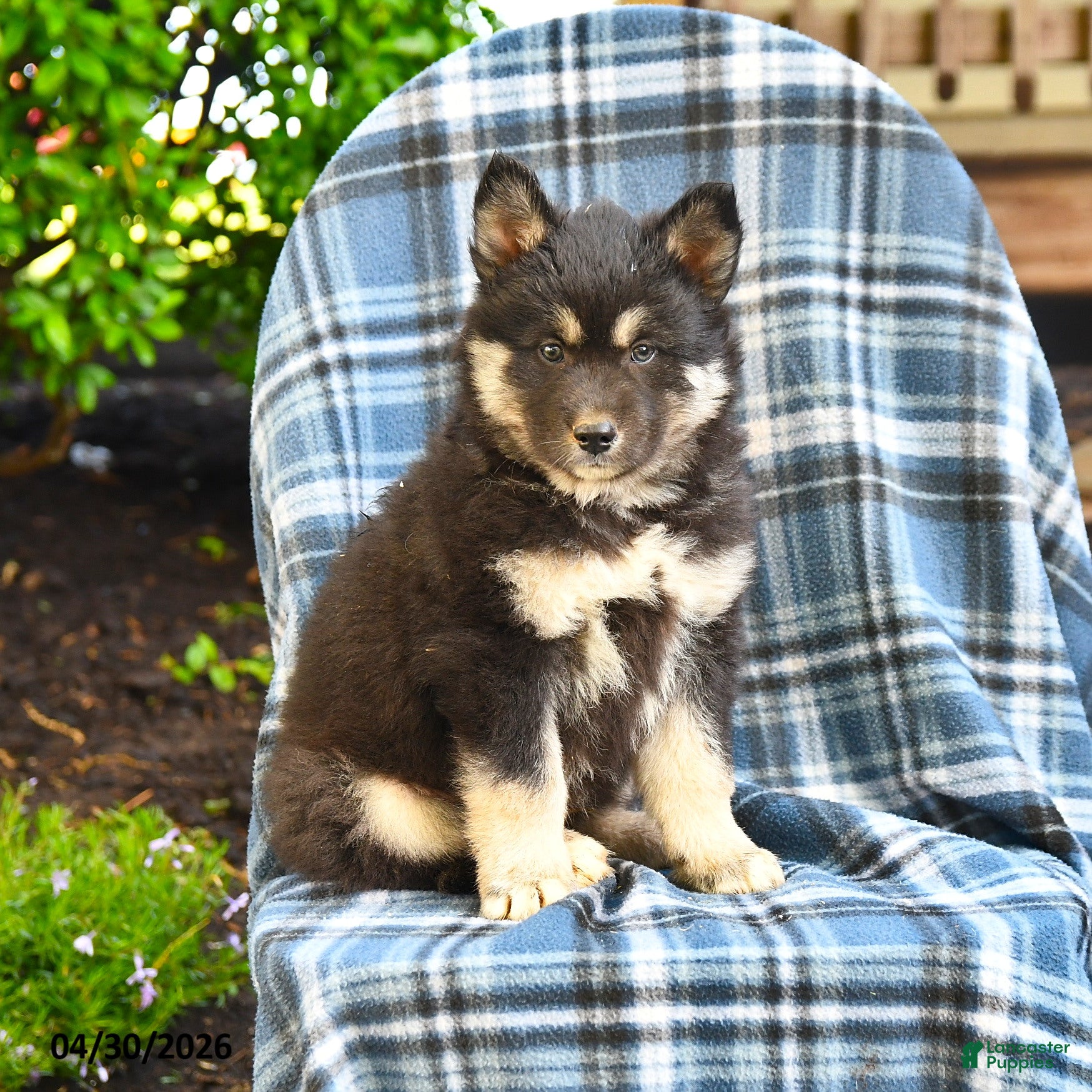 Pomsky dogs Tusk - Ad 1